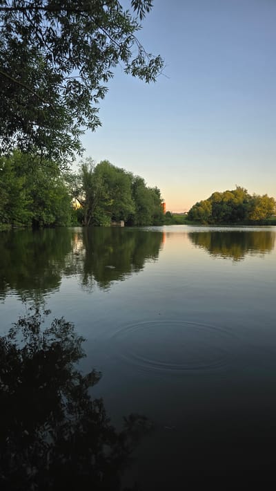 The image shows a serene lake reflecting the surrounding lush greenery and a soft, pale sky, suggesting either sunrise or sunset. The sky transitions from a clear, light blue on the left to a warmer, yellowish hue on the right, hinting at the low angle of the sun. Dense foliage, primarily trees, lines the bank of the lake, with some branches extending into the foreground.
The water's surface is mostly calm, disturbed only by gentle ripples, creating concentric circles in the middle of the frame. The reflections are sharp and clear, mirroring the trees and the sky, effectively doubling the scene. On the left side of the lake, a cluster of trees is visible, appearing to be on a small island or a promontory. Further in the distance, more trees and possibly some structures can be discerned, though they are less distinct due to the distance and atmospheric conditions. The overall mood is peaceful and tranquil, inviting a sense of calm. The lighting suggests it is either early morning or late evening. There is no visible text in the image. The location context provided is Ashcherino, Russia.