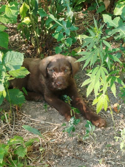 A young chocolate Labrador puppy rests on the dry, dusty ground amidst dense green foliage. The puppy, with its dark brown fur and light blue eyes, is positioned in the center of the frame, lying on its stomach with its front paws extended forward. Several large, serrated green leaves, some appearing to be from a cannabis plant, surround the puppy. The ground is covered with dirt, small stones, and dry grass. The overall impression is one of a peaceful, natural setting. The location is Kabanbay, Kazakhstan.