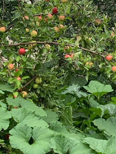 The image depicts an apple tree laden with ripening fruit, set against a backdrop of lush green foliage. Large, textured leaves, likely belonging to a pumpkin plant, dominate the foreground. The scene is bathed in natural light, creating a soft, organic ambiance. The location is identified as the village of Zvanka, Russia. There are no people or animals visible in the image, nor any identifiable human activity or interaction. The focus is solely on the natural elements of the environment.