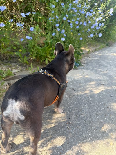 A dark-colored French Bulldog with a white patch on its hindquarters walks on a paved path next to a patch of blooming blue chicory flowers. The dog is wearing a black and orange harness and is leashed. The scene appears to be outdoors, likely in a natural or park-like setting. The sun casts shadows on the path, indicating it is daytime. There is no identifiable information to determine the location in Maloyaroslavets, Russia.