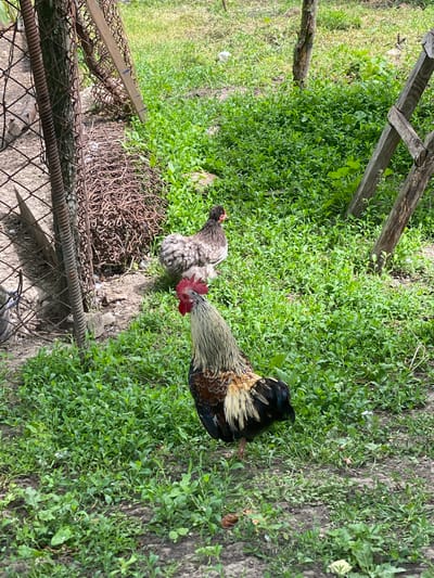 A rooster and hen are foraging in a grassy area next to a rusty metal fence. The rooster is primarily black, brown, and white, with a red comb and wattles. The hen is gray and white with black accents. The ground is covered in green vegetation, with a dirt patch visible near the fence. A wooden structure is in the background. The location is Matyashivka, Ukraine.