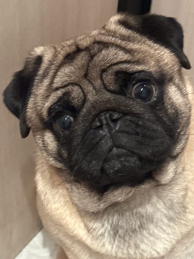 This is a close-up, eye-level, indoor photograph of a fawn-colored pug dog. The dog is facing the camera with its head tilted slightly to the left. Its eyes are large, dark, and wide open, with a visible reflection in the left pupil. The pug's facial wrinkles are prominent, creating a furrowed brow appearance. Its snout is black and somewhat pushed in, characteristic of the breed. The ears are floppy and black. The dog's fur is short and appears to be a mix of tan and black. The background is a neutral, beige-toned wall, with a hint of a white surface in the lower left corner, possibly a piece of furniture or fabric. There is no indication of the city of Kildinstroy, Russia, within the image.