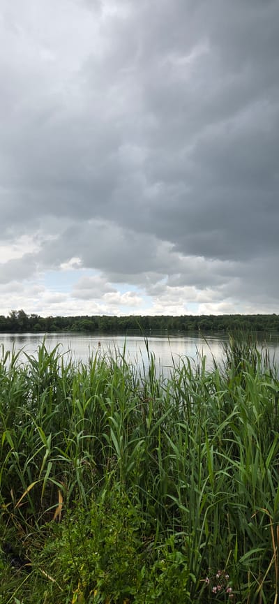 The image depicts a natural landscape scene, likely a lake or riverbank, with dense green reeds in the foreground. The water's surface is calm and reflects the overcast sky, which is filled with dark, heavy clouds, suggesting an impending storm or a heavily clouded day. A line of trees forms the horizon, separating the water from the sky. There are no people visible in the image, and the overall atmosphere is one of natural tranquility, possibly bordering on somber due to the weather conditions. The location is identified as Серединское, Russia.