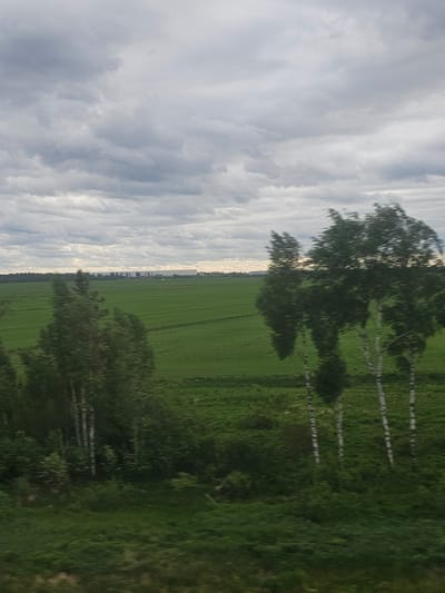The image shows a rural landscape. The sky is filled with striated clouds. A green field extends to the horizon, divided by tracks or rows. A line of birch trees stands on the edge of the field, casting shadows. The location is presumed to be Krasnoborskoye, Russia, based on the prompt. No people are visible.
