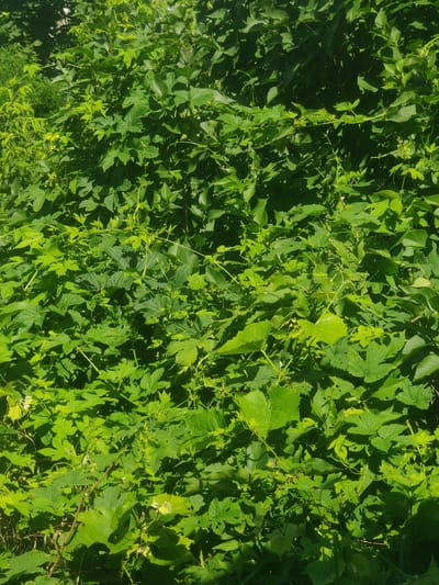 This is a close-up, vertical, full-frame photograph of dense, vibrant green foliage. The leaves vary in size and shape, with some appearing lobed and others more ovular. The foliage is thick, creating a textured surface with areas of light and shadow due to the dappled sunlight. The image appears to be taken outdoors in a natural setting, likely a garden or overgrown area. There are no people or man-made structures clearly visible. Based on the provided context, this scene is located in the city of Otaci, Moldova.