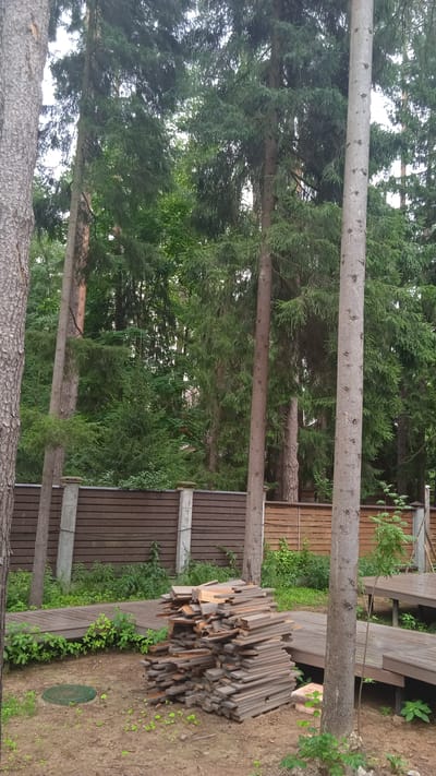 The image depicts a wooded area with several tall trees, likely fir or pine, dominating the scene. In the foreground, a wooden deck or walkway is partially visible, curving through the undergrowth. To the right of the walkway, a large stack of lumber is piled on the ground, suggesting construction or renovation work. Behind the lumber and walkway, a dark wooden fence runs horizontally across the image, with concrete posts interspersed. The background is filled with dense foliage and more trees, creating a natural, somewhat wild environment. The overall impression is one of a secluded outdoor space, possibly a backyard or a park area within a settlement. The presence of lumber suggests human activity and ongoing projects. The environment is characterized by abundant greenery and natural elements. There are no people or animals visible in the image.