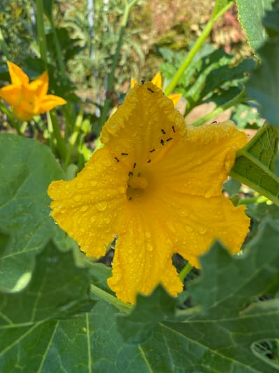 In Courpière, France, a close-up, low-angle, vertical shot captures a vibrant yellow zucchini flower, its petals glistening with numerous water droplets. Several small black ants are visible on the petals, some clustered near the center of the bloom. The flower is surrounded by large, green zucchini leaves, and in the blurred background, another yellow zucchini flower and green foliage are discernible. The lighting suggests it is daytime, likely after rain or dew.