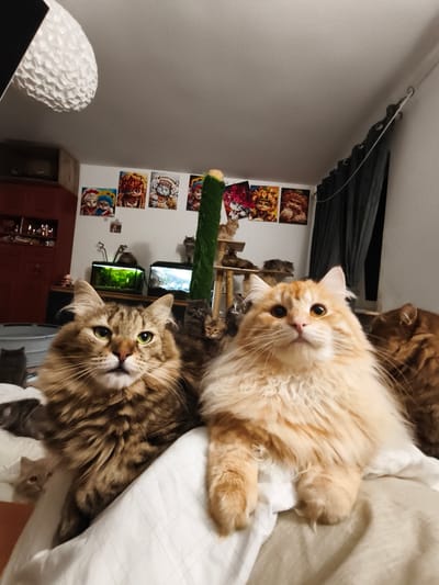 A group of cats is gathered on a bed. The camera is positioned at a low angle, looking up at the cats. Two large cats, one brown tabby and one orange, are prominently featured in the foreground, looking directly at the camera. Behind them, several other cats of various colors and sizes are visible, some on a multi-level cat tree. The background shows a room with framed pictures of cats on the wall, two aquariums, a dark curtain, and a piece of furniture. The overall impression is of a cozy, cat-filled living space. The scene is located in a domestic setting, likely a bedroom, in the city of Morąg, Poland.