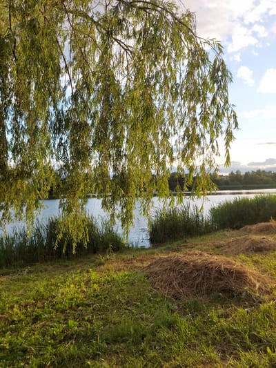 This media file depicts a serene natural landscape with a body of water, abundant vegetation, and a cloudy sky. The scene appears to be oriented vertically, as if the camera was held sideways.
In the foreground, a willow tree with delicate, green leaves dominates the left side of the frame, its branches reaching across the image. Behind the tree, a calm body of water, possibly a river or lake, stretches into the distance. The water reflects the sky and the surrounding foliage.
Along the right bank of the water, dense green grass and some dried, golden reeds create a textured border. The contrast between the lush green and the dry brown vegetation suggests a transition in seasons or varying moisture levels. In the far background, a line of trees is visible, with a hint of structures, possibly buildings, nestled among them.
The sky is a mix of light blue and white clouds, suggesting it could be daytime, perhaps late afternoon or early morning, given the soft lighting. There is no activity or event depicted; it is a still, natural scene. The overall mood is tranquil and peaceful. No text is visible in the image. The location context provided is Razvetye, Russia.