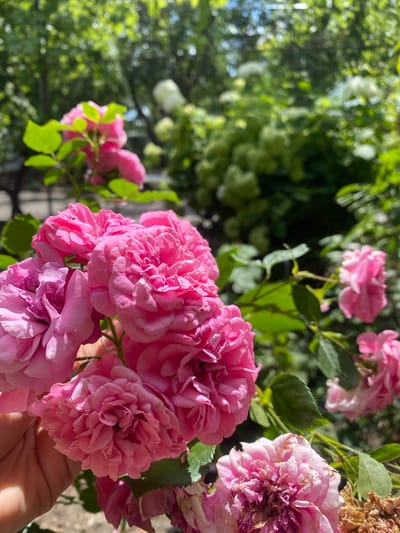 The image depicts a close-up view of a cluster of vibrant pink roses in bloom, with a hand gently holding one of the stems. The roses are richly textured, with many delicate petals layered upon each other, indicating a full bloom. Some of the roses appear to be in various stages of opening, while others show signs of wilting and drying at the edges. The background is a soft blur of green foliage and what appear to be other flowers, suggesting a garden setting. Sunlight filters through the leaves, creating a dappled effect. The overall impression is one of natural beauty and the transient cycle of blooming and decay. The location is identified as Pletenyi Tashlyk, Ukraine.
