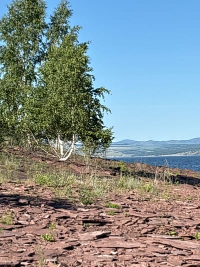 The image depicts a natural landscape with a clear blue sky and a body of water in the background. In the foreground, a cluster of birch trees with white trunks and green foliage stands on a rocky, reddish-brown terrain. Sparse green grass and dry stalks are interspersed among the rocks. Beyond the trees, a body of blue water stretches towards a distant shoreline with rolling hills and mountains under the bright sky. The scene suggests a serene, outdoor environment likely in a natural park or along a lake, consistent with the geography of Sovetskaya Khakasiya, Russia, which is known for its diverse natural landscapes, including lakes and mountainous regions. There are no people or visible man-made structures in the image.