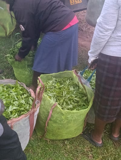 Two individuals are standing in a grassy field in Kaplelwo, Kenya, at latitude -0.406 and longitude 35.139. One individual, wearing a black jacket, a blue skirt, and pink underwear, is reaching into a large, green, mesh sack filled with leafy green vegetation. The other individual, wearing a white long-sleeved shirt and plaid shorts, is holding a smaller blue mesh sack filled with similar vegetation. Both individuals are standing in a field of green grass. There is also a white mesh bag filled with leafy green vegetation in the foreground.