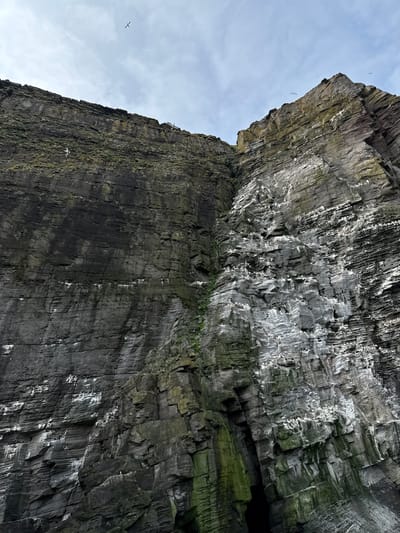 This media file is a photograph taken from a low angle, looking up at a dramatic cliff face. The cliff is composed of dark, stratified rock, with distinct layers visible. The rock surface is textured and rough, with some areas appearing weathered and others showing signs of erosion. Green moss or algae grows in patches on the rock, particularly in the lower sections and on overhangs. The sky above is cloudy and overcast, suggesting it is daytime but not particularly sunny. There are several birds visible in flight against the sky and near the cliff face, suggesting they are seabirds nesting or foraging in the area. The sheer scale of the cliff is emphasized by the perspective, conveying a sense of ruggedness and natural grandeur. The overall impression is one of raw, untamed nature in a coastal environment. The location is contextualized as Shetland, United Kingdom, a region known for its dramatic cliffs and seabird populations. No text is visible in the image.