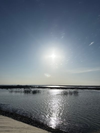 The scene depicts an expansive outdoor wetland or large body of water in Khomuty, Russia, under a bright, clear pale blue sky. A brilliant sun is positioned in the upper center-right, emitting a strong lens flare and starburst effect, with its direct reflection visible as intense glints on the water surface below. The water occupies the lower half of the image, appearing rippled by a gentle current or wind. Numerous clusters of dark, thin vegetation, consistent with reeds or emergent shrubs, are scattered throughout the water body in the midground. The lower left foreground features a dark, sloped embankment, possibly constructed of earth and gravel or concrete, where it meets the water's edge. A low, indistinct dark horizon line, suggesting distant land or treeline, is visible in the far background. No individuals, animals, or specific actions are depicted within the frame.