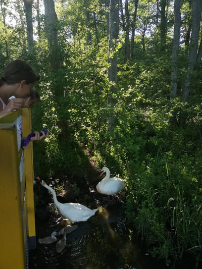 Two individuals, likely young females, are leaning over a yellow railing, observing a family of swans in a narrow waterway. The waterway is surrounded by dense green foliage and tall trees, suggesting a natural, wooded environment. The sunlight filtering through the trees indicates it is daytime, likely morning or afternoon. One of the individuals is holding a purple object, possibly food, extended towards the swans.

In the water, there are two adult white swans and several cygnets, which are small and grey. One adult swan is in the foreground, with its long neck gracefully curved. The other adult swan is further back in the water. The cygnets are clustered together near the bank. The scene conveys a sense of peaceful observation and interaction between humans and wildlife. The overall atmosphere is serene and natural, with the lush greenery dominating the background. The bright yellow railing contrasts with the natural colors of the scene. There is no visible text in the image.