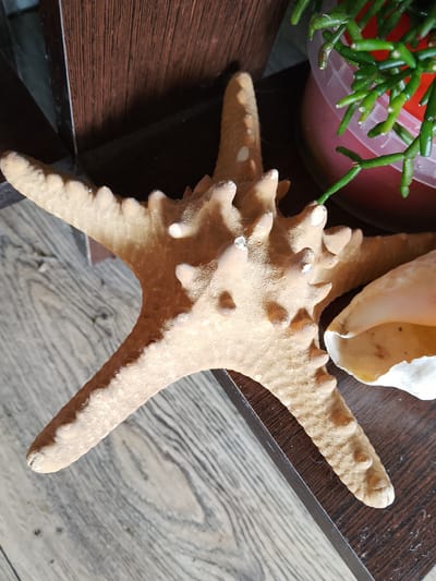 The image shows a decorative starfish lying on a wooden surface. A portion of a seashell is visible to the right of the starfish, and a potted plant with green, segmented stems is in the upper right corner. The scene is indoors, with a dark wooden shelf or furniture piece behind the objects. There are no people present, and no specific location in the city of Soltsy, Russia, can be determined from the image.