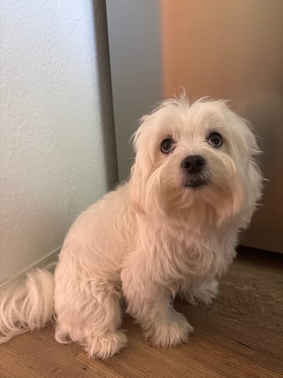A white Shih Tzu dog is sitting on a wooden floor in front of a white wall and a metallic surface. The dog is looking up with its head tilted slightly. Its fur is fluffy and appears to be well-groomed. The background is out of focus. There are no people visible in the image. The location is not specified within the image.