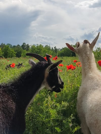 In Mar'yanivka, Ukraine, two goats stand in a field of green grass and red poppies under a cloudy sky. A black goat with horns is in the foreground, facing right, with its head turned. A white goat with horns is behind it, facing away from the camera, with its head raised. In the background, there is a line of green trees.