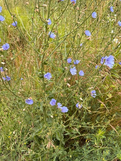 The image shows a close-up view of wild chicory flowers, their delicate blue petals open against a backdrop of dry grass and green foliage. The flowers are clustered on slender, branching stems. Some of the chicory plants have gone to seed, with dried seed heads visible. The environment appears to be a natural setting, possibly a field or roadside in Aukštieji Rusokai, Lithuania. The lighting suggests it is daytime, with natural light illuminating the scene. There are no people or animals visible in the image.