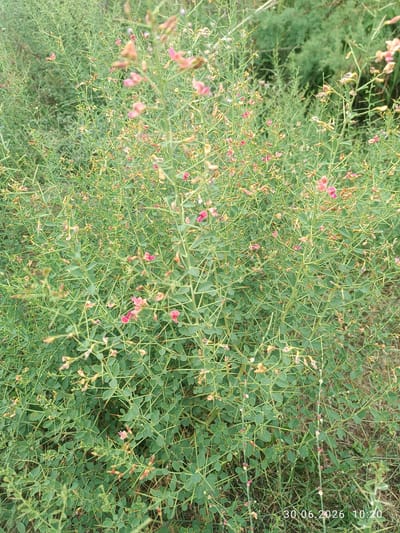 A dense, green shrub with small pink flowers and thin, thorny branches is in full view, filling the frame of the image. The plant appears to be growing in an outdoor, natural environment, possibly in a field or on a hillside. The background consists of more vegetation, also green and somewhat blurred, suggesting a natural, uncultivated area. A date and time stamp, "30.06.2026 10:20", is visible in the bottom right corner of the image. The location is identified as Ақжар, Kazakhstan.