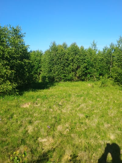 The image shows a sunlit meadow in Verkhnia Yablunka, Ukraine, bordered by a dense forest of deciduous trees. The sky is clear and blue. The grass in the meadow is green with patches of dried grass and scattered small purple and yellow flowers. In the foreground, the dark shadow of a person holding a camera is visible on the right side of the frame. The scene depicts a natural outdoor environment on a clear day.