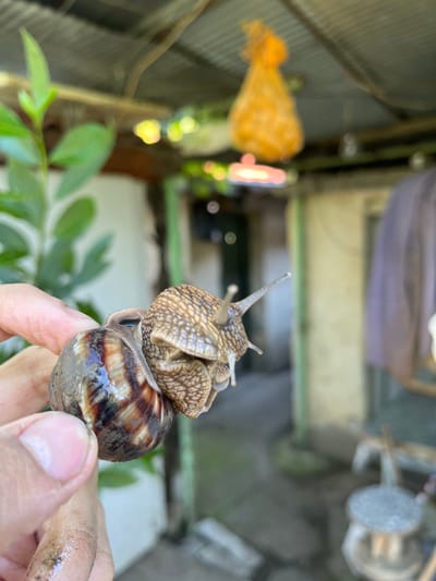 In Tsarev Brod, Bulgaria, a close-up shot captures a person's hand holding two snails. The snails are positioned one on top of the other, with their heads and bodies extended. The snail on top is larger and has a textured, brown shell with a pattern of light and dark brown markings. Its tentacles are visible, pointing forward. The snail below has a smoother, darker shell with prominent brown stripes. The background is blurred, suggesting an outdoor setting. Elements of a rustic structure, possibly a shed or an old building, are faintly visible, including a corrugated metal roof and what appears to be fabric hanging from the ceiling. Green foliage is also present in the background, further indicating an outdoor environment.
