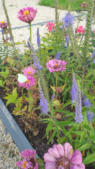 In Flokši, Latvia, a light green butterfly rests on a pink zinnia flower in a garden bed. The garden features a variety of flowers, including purple veronica spicata and pink phlox, interspersed with green foliage. The ground is covered with dark soil and gravel. The scene is captured in a close-up, eye-level shot, focusing on the butterfly and the surrounding flora.