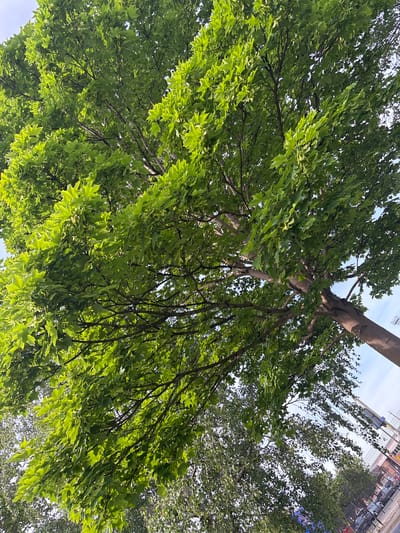 A low-angle shot looking up into the canopy of a large tree with bright green leaves. The tree's trunk extends vertically through the center of the frame. The sky is visible in patches through the foliage. The light is bright, casting shadows within the leaves. A building can be seen through the tree's right side.
I cannot determine the location as Crewe, UK, because no landmarks appear to confirm that location.