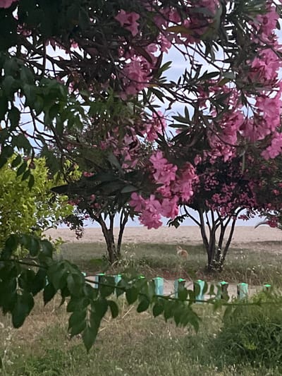 The image depicts a coastal scene, likely in or near Gerakini, Greece. In the foreground, lush green foliage hangs down, partially obscuring a view of the background. Beyond the foliage, a sandy beach meets calm water under an overcast sky.

Dominating the mid-ground are trees with abundant pink flowers, possibly oleanders, which are common in the Mediterranean. These flowering trees form a dense canopy, with some branches reaching towards the sky and others extending towards the beach. The trunks of these trees are visible, appearing dark and sturdy. To the left, a bush with bright green leaves contrasts with the darker foliage and pink blossoms.

In the distance, a small, light-colored animal, possibly a cat, is visible on the sandy ground near the edge of the vegetation. The ground in the mid-ground and foreground is covered with dry grass and some patches of green. A row of light blue cylindrical objects, each topped with a small green light, runs horizontally across the mid-ground, suggesting some form of pathway or decorative lighting along the edge of the beach area. The overall impression is of a tranquil, natural setting with hints of human presence.