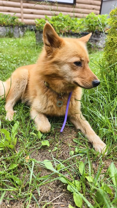 A medium-sized, light brown dog with pointed ears lies on lush green grass. The dog is wearing a collar with a circular tag and a purple ribbon. In the background, a wooden fence and some greenery are visible. The scene appears to be outdoors in a rural or suburban setting. The location is the city of Malaya Shil'na, Russia.