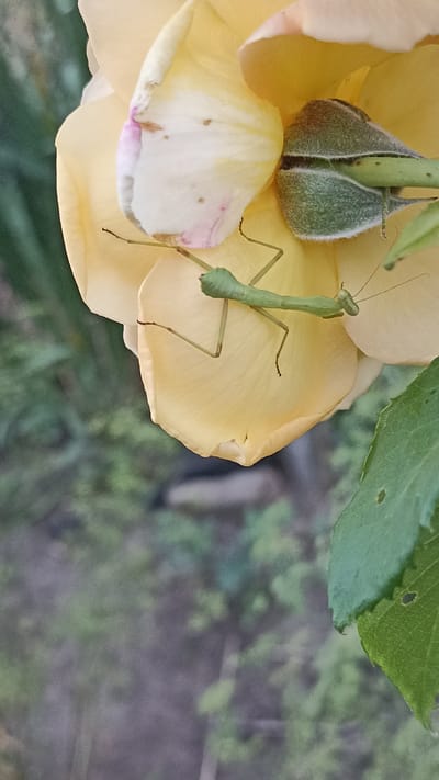 A green praying mantis is positioned on the pale yellow petal of a rose. The insect is oriented horizontally across the petal, with its head facing right. Its long, slender body is clearly visible, as are its thin legs. Part of the rose bud, covered in a fuzzy green sepals, is visible behind the petal. The background consists of blurred green foliage, suggesting an outdoor natural setting. There is no indication of the specific location within Magala, Moldova, as the image does not contain any identifiable landmarks or contextual clues related to that city.