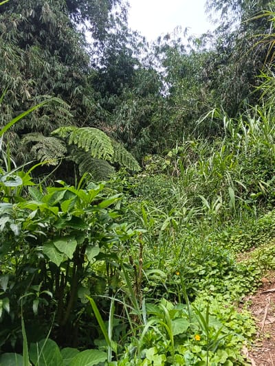 Lush green foliage dominates the scene. Bamboo thickets rise in the background. A large fern sits amid dense undergrowth, featuring a mix of grasses, broad-leaved plants, and ground cover. A narrow dirt path edges the right side of the frame. The plants obscure the path. The scene presents a vibrant natural environment.