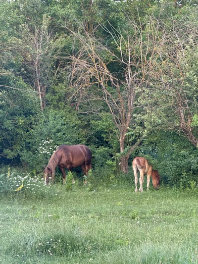 Two horses are in a grassy area with trees and bushes. One horse, a dark brown adult, is in the foreground, facing right and appears to be grazing. A lighter brown foal is in the background, lying down on the grass. The scene is outdoors, with lush green foliage and tall grass. The lighting suggests it is daytime. The image appears to be taken in a rural setting, possibly a pasture or field.