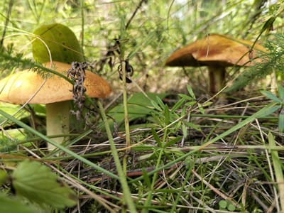 In Novoozornyy, Russia, two mushrooms are visible in a low-angle shot. The mushroom in the foreground, on the left, has a light brown cap speckled with darker brown spots. Its stem is a pale yellow. To the right and slightly behind it, another mushroom is visible, its cap a richer, darker brown. Both mushrooms are surrounded by green foliage, dry grass, and moss. The background is blurred, suggesting a natural environment like a forest or park. No people are present in the image.