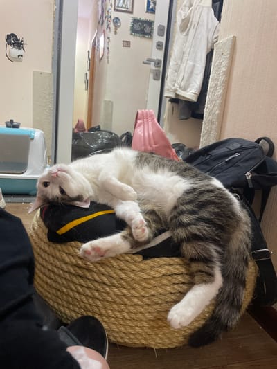 A cat is lying on top of a scratching post with a black backpack on it. The cat is mostly white with grey tabby markings. The scratching post is made of wound rope. Part of a person's leg is visible in the lower right corner. In the background is a partially visible mirror with reflections of a pet carrier, wall decorations, and clothing. The location is likely indoors, based on the indoor environment. There is no indication the image was taken in Usol'e, Russia.