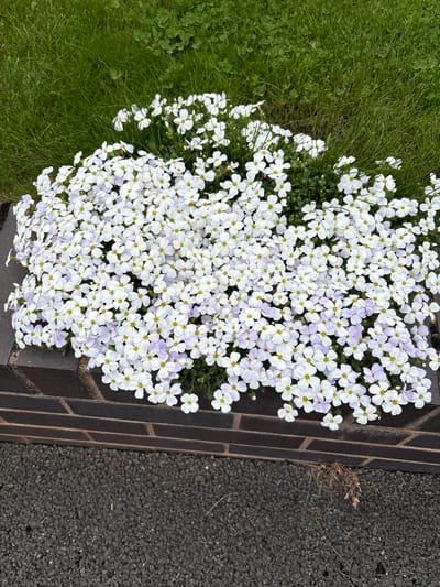 An eye-level, medium shot shows a mound of white and pale lavender flowers cascading over a low, dark-brown brick wall next to an asphalt surface. To the left of the flowers, bright green grass grows. The ground surface is dark asphalt. The photograph appears to have been taken in Longden, United Kingdom.