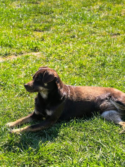 A dark brown mixed-breed dog is observed lying on a field of green grass in Mikrevo, Bulgaria. The dog is positioned on its belly with its front legs extended forward and its hind legs partially tucked beneath its body. Its head is raised and oriented to the left of the frame. Lighter tan or white markings are visible on the dog's muzzle, chest, and forelegs. The surrounding environment consists entirely of uniformly green, well-lit grass, indicating an outdoor setting under direct sunlight. No other subjects or objects are present in the visible scene.