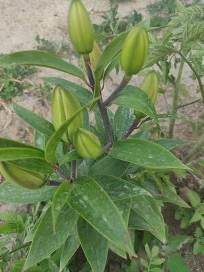 This is a close-up, slightly tilted, eye-level shot of several green lily buds and their leaves against a background of dry, sandy soil and other green foliage. The lily buds are elongated and pointed, with a smooth, waxy texture. Some of the buds are starting to unfurl, revealing hints of darker color within. The leaves are long and lance-shaped, with a slightly glossy finish and some visible dust or water spots. The stems are dark and sturdy. The overall scene suggests a garden or natural setting in daylight. The lighting is natural and diffused, indicating it could be overcast or the sun is not directly overhead. There are no people or animals present, and no text is visible. The image appears to be taken in Sary-Kamysh, Kyrgyzstan, as indicated by the location context, suggesting a rural or semi-rural environment. The focus is on the botanical details of the lily plant in its pre-blooming stage.