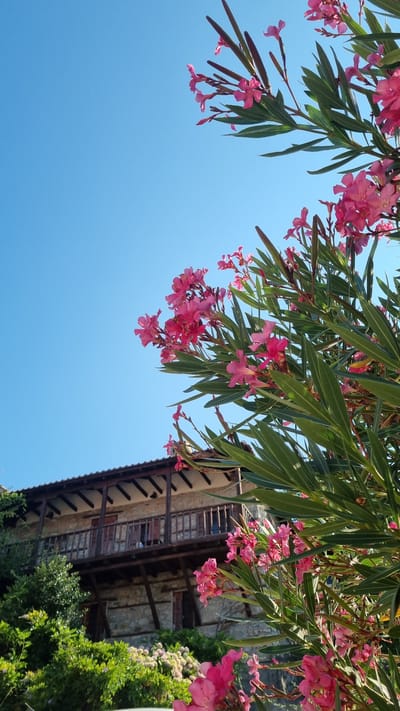 This is a medium shot, low-angle photograph taken outdoors in Palaios Panteleimonas, Greece. The sky is a clear, vibrant blue, occupying the top two-thirds of the frame. In the foreground and right side of the image, a flowering bush with bright pink oleander blossoms and long, green leaves partially obscures the view. The bush is in sharp focus.
Behind the foliage, a traditional stone building is visible. The building has a wooden balcony with a wooden railing supported by wooden posts. The roof of the building appears to be tiled. The walls of the building are constructed of rough-hewn stones and have wooden window frames and doors. Greenery, including trees and smaller flowering bushes, surrounds the base of the building. The scene is illuminated by natural daylight, suggesting it is daytime. No people are present in the image.