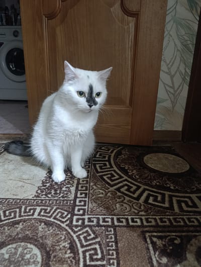 A white cat with a black patch on its face sits on a patterned rug in front of a wooden door. The cat has yellow eyes and a grey tail. Behind the cat and to the left, a washing machine is visible. To the right of the door, patterned wallpaper with a leaf motif can be seen. The lighting suggests it is daytime, and the setting appears to be indoors, likely in a home. The cat looks alert and observant. There is no visible text in the image. The location context is Klintsy, Russia.
