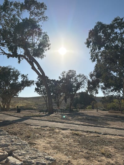 The image, taken on a clear, sunny day, depicts a dry, open landscape likely in the Ramat Negev Regional Council, Israel. The bright sun, appearing high in the sky, is a prominent feature, creating a noticeable lens flare. The scene is dominated by several large trees with dark, gnarled trunks and somewhat sparse foliage, casting shadows across the ground. Some of these trees have distinctively bent or arching branches.
A path, appearing to be made of compacted earth or gravel, extends through the middle ground, bordered by dry, sandy-colored ground with scattered small plants and fallen leaves. In the background, gently sloping hills or mountains, with patches of green and barren areas, rise under a bright blue sky.
Several dark benches are visible alongside the path, suggesting a recreational or park area. One dark, rectangular object, possibly a trash receptacle or sign, is also present near a tree. There are no people or visible activities taking place, and no legible text can be identified in the image. The overall impression is one of a peaceful, sun-drenched natural environment with elements of a maintained public space.