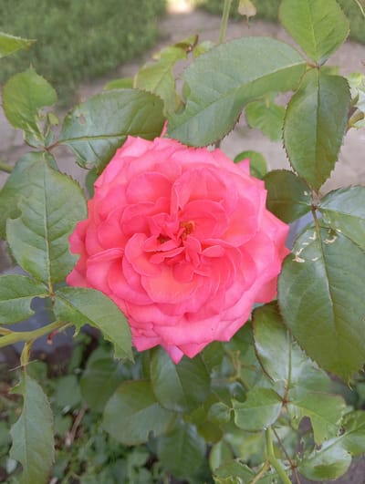 A close-up, eye-level shot captures a vibrant pink rose in full bloom, nestled amongst its lush green leaves. The rose, positioned centrally in the frame, exhibits numerous layers of tightly packed petals, radiating a soft pink hue with subtle hints of coral. The surrounding leaves are a deep green, some showing signs of wear with small holes and jagged edges. The background is softly blurred, suggesting an outdoor garden setting with hints of gravel and foliage. The image was taken in Keleberdivka, Ukraine, on a bright day, with natural light illuminating the rose and its foliage. There are no people or animals present in the scene.