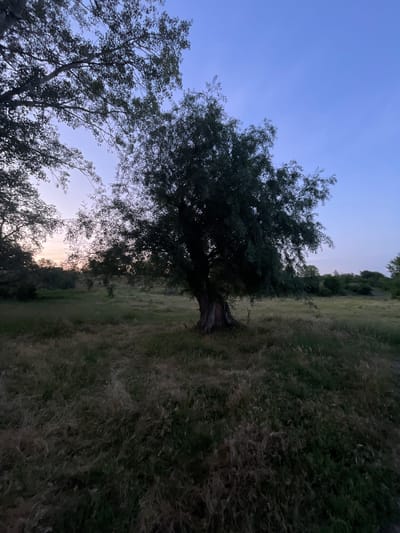 The image depicts a natural landscape at dusk, likely in Coșnița, Moldova. The central subject is a mature tree with a thick, gnarled trunk and a sprawling canopy of dark green leaves. The tree is situated in a field of tall, dry grass and interspersed with greener patches, suggesting a rural or undeveloped area. In the background, more trees and vegetation are visible, forming a gentle slope. The sky above is a gradient of pale blue and pink hues, indicative of twilight. The overall lighting suggests a low-light condition, possibly early morning or late evening. There are no people or man-made structures prominently featured in the scene. The image is a still, environmental portrait of a natural setting.