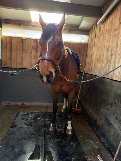 A bay horse with a prominent white blaze, extending from its forehead to its muzzle, stands centrally in what appears to be a washing or grooming stall within a stable facility in Enghien, Belgium. The horse is equipped with a brown leather bridle featuring silver-colored hardware and has a dark saddle pad draped over its back. Two blue and white braided ropes, serving as tethers, are attached to the bridle's bit rings and extend horizontally to unseen anchor points on either side. The horse's front legs are dark with no discernible white markings, while its hind legs display white socks.
The animal is positioned on a dark, textured rubber mat covering the floor, which appears wet, indicating recent use or dampness. The stall walls consist of grey-painted concrete block up to approximately chest height, topped by light-colored wooden paneling extending towards the roof. The roof structure incorporates translucent corrugated panels functioning as skylights, allowing bright sunlight to illuminate the interior. To the right of the horse, a red-bristled broom with a wooden handle leans against the wall. To the left, on the ground adjacent to the rubber mat, are visible horse droppings and scattered hay. No people are present in the image.