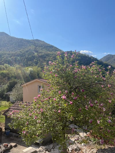 The image shows a scene in Godinje, Montenegro. A house with a light yellow exterior and a brown tiled roof is partially visible behind a large tree with pink blossoms. The tree is in full bloom and dominates the foreground. In the background, a mountain covered in green vegetation rises towards a clear blue sky with wisps of clouds. Power lines cut across the upper left portion of the frame. A subtle rainbow-like light effect is visible on the left side of the house. To the right of the house and tree is a stone wall.