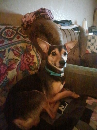 A small brown and tan dog with large ears and a teal collar is sitting on a couch. The dog is looking towards the camera with its head tilted slightly. The couch has a floral patterned throw pillow on it. The background is blurry, but appears to be an indoor setting. There are no people visible in the image. The location is Voskresenskiy, Russia.