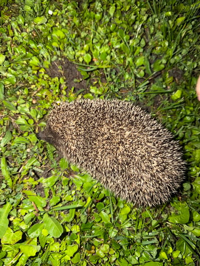 An overhead shot captures a European hedgehog (Erinaceus europaeus) in a natural, outdoor setting, likely a garden or park in Osijek, Croatia. The hedgehog occupies the central and lower-right portion of the frame, partially curled or moving, displaying its characteristic spiny coat which is a mix of brown, black, and cream-colored quills. Its small, dark snout is visible at the bottom, peeking out from beneath its quills, suggesting it is facing away from the top of the image.
The hedgehog is surrounded by lush green foliage, predominantly various types of grass and broad-leafed plants, many of which appear damp with visible water droplets, indicating dew or recent rain. Patches of dark, moist soil are also visible between the vegetation, particularly towards the center-left and upper parts of the image.
The lighting suggests it is nighttime or a very low-light environment, with the hedgehog and foreground vegetation illuminated by an artificial light source, possibly a camera flash, which creates stark contrasts and highlights the texture of the hedgehog's spines and the wetness of the plants. No human figures or discernible text are present in the image.
