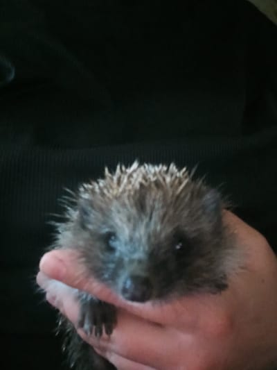 A human hand gently holds a small hedgehog. The hedgehog is grey with spiky quills and has a dark nose and small, beady eyes. Its face is tilted slightly upwards, looking towards the camera. The hand is pale pink and appears to be cupped to support the animal. The background is dark and out of focus, suggesting an indoor or low-light setting. The overall impression is one of care and tenderness. There is no visible text in the image.