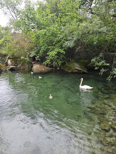 The image depicts a body of water, likely a small lake or pond, in Алупкинский городской совет, Ukraine. A swan swims in the clear green water. Several cygnets (baby swans) are also present, grouped together near the edge of the water. The edges of the water are lined with lush green trees and vegetation. Raindrops create ripples on the surface of the water. Rocks and mossy formations line a section of the shore. A small, red building is nestled among the rocks and trees.