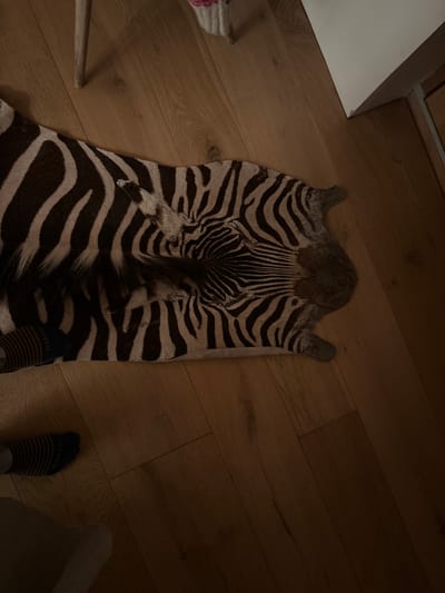 The image shows a zebra skin rug lying on a wooden floor. The zebra skin is laid out flat, with its head facing the camera, and its back stripes are clearly visible. The rug is in a room with wooden flooring. The image captures a portion of the room, with the zebra skin rug dominating the foreground. The top edge of a white wall is visible in the upper right corner.  A person's legs are visible in the bottom left portion of the image. They are wearing black and yellow striped socks. The scene is lit with warm, indirect light. 
The image appears to have been taken inside a home in Celerina/Schlarigna, Switzerland, as indicated by the provided coordinates.  The scene is likely a living room or bedroom, based on the presence of the rug and the wooden floors.